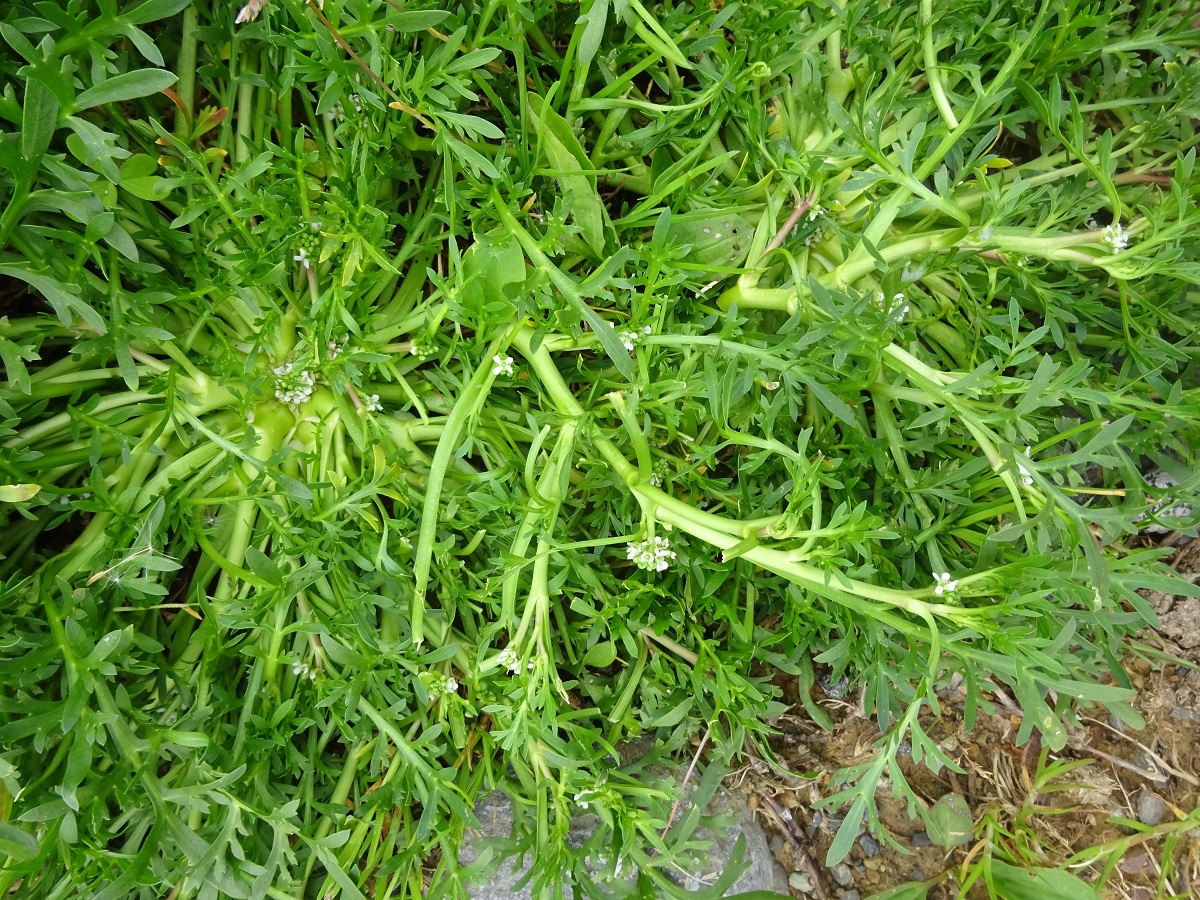 Lepidium squamatum (Brassicaceae)